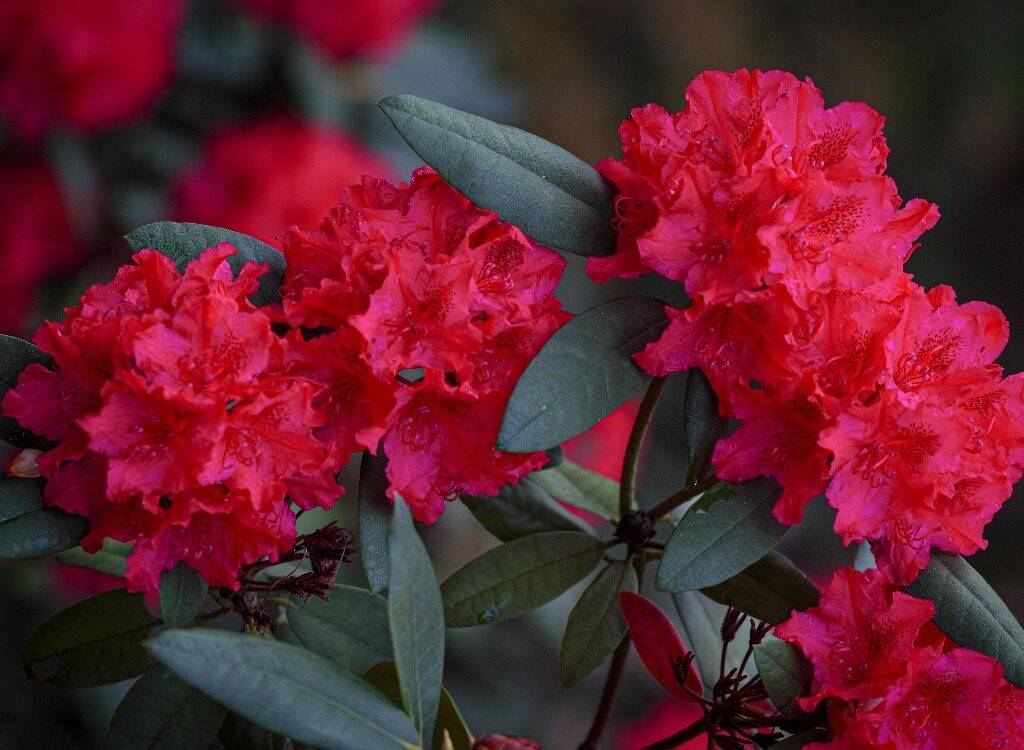rododendron uprawa