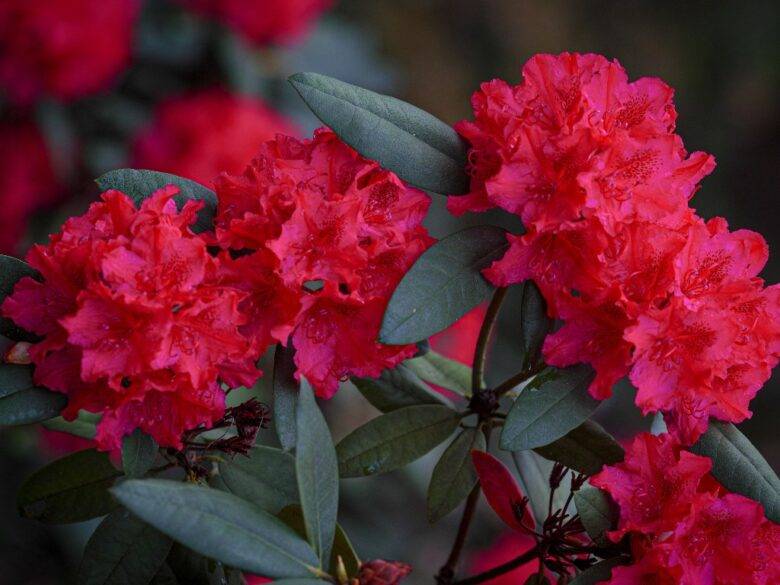 rododendron uprawa
