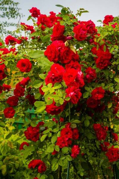 jak pielęgnować róże żeby łądnie kwitły